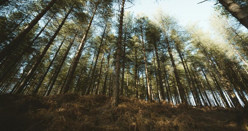 arbres